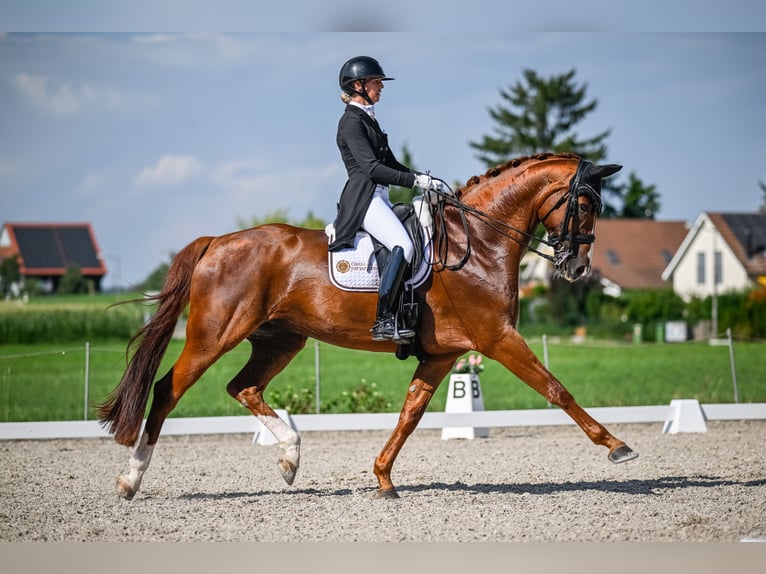 Hannover Castrone 12 Anni 172 cm Sauro in Dörflingen