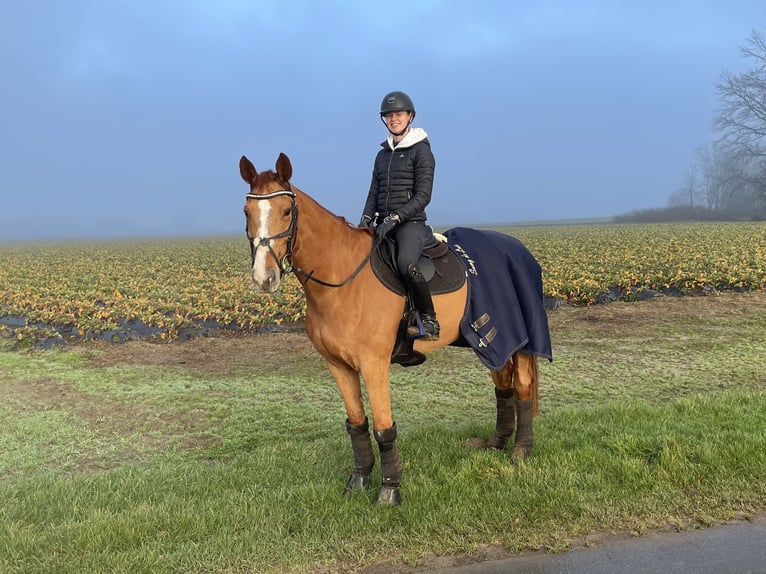 Hannover Castrone 12 Anni 172 cm Sauro in Vechta