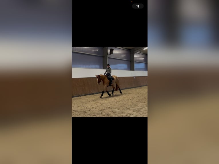 Hannover Castrone 12 Anni 172 cm Sauro in Vechta