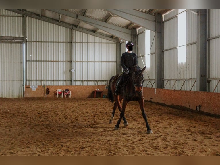Hannover Castrone 12 Anni 173 cm Baio in Wejherowo