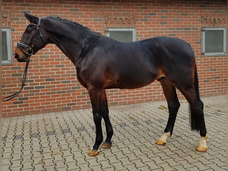 Hannover Castrone 12 Anni 173 cm Baio nero in Walchum