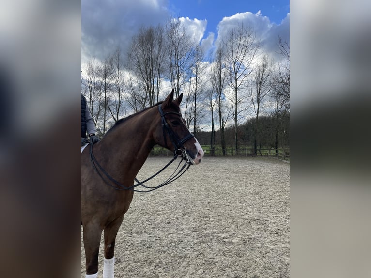 Hannover Castrone 12 Anni 173 cm Sauro in Recklinghausen