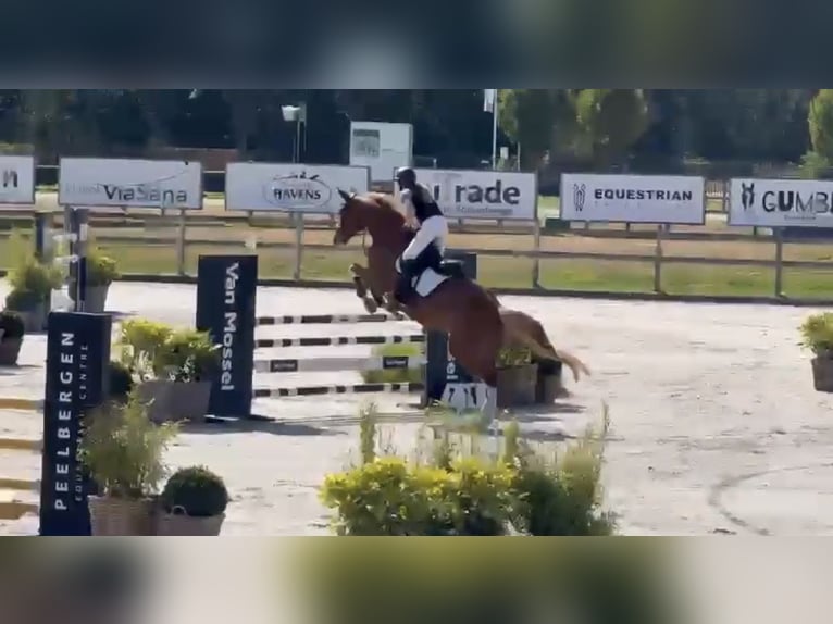 Hannover Castrone 12 Anni 173 cm Sauro in Viersen