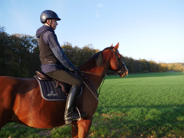 Hannover Castrone 12 Anni 174 cm Baio in Kirchberg an der Jagst