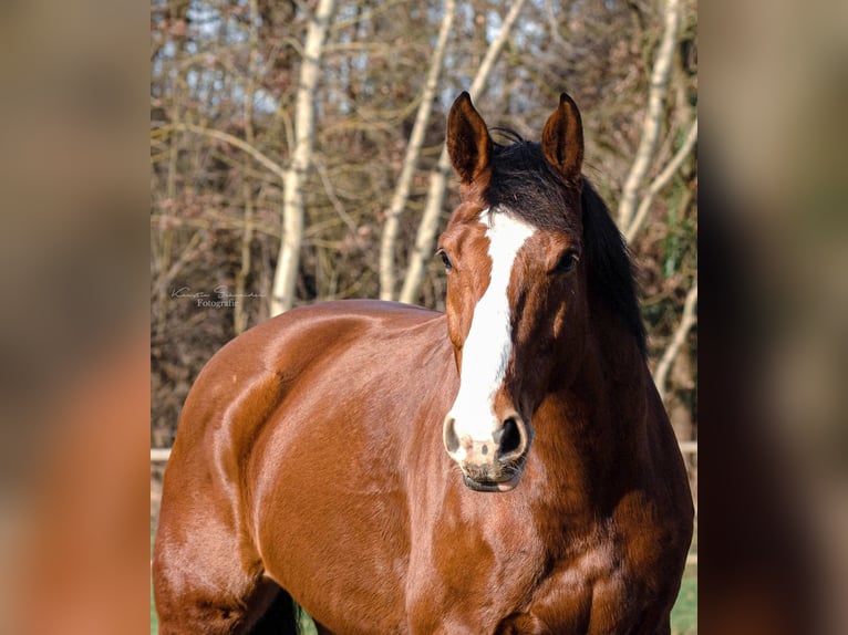 Hannover Castrone 12 Anni 174 cm Baio in Kirchberg an der Jagst