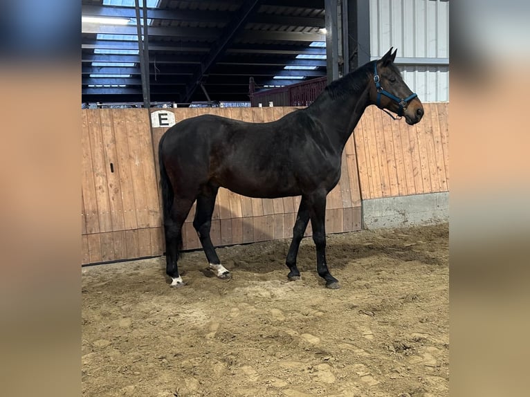 Hannover Castrone 12 Anni 174 cm Baio scuro in Balje