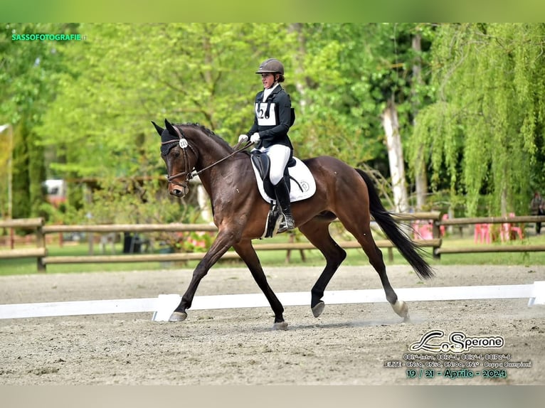 Hannover Castrone 12 Anni 174 cm Baio scuro in Oberwil