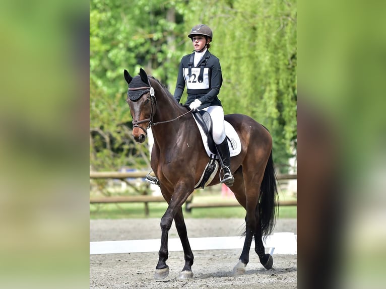 Hannover Castrone 12 Anni 174 cm Baio scuro in Oberwil