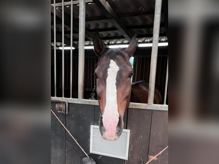 Hannover Castrone 12 Anni 174 cm Baio scuro in Velbert