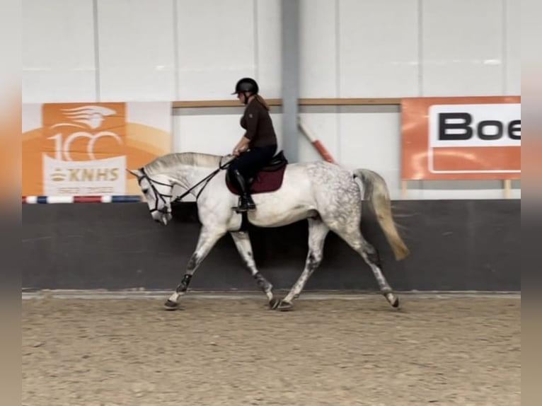 Hannover Castrone 12 Anni 174 cm Grigio in Heinsberg