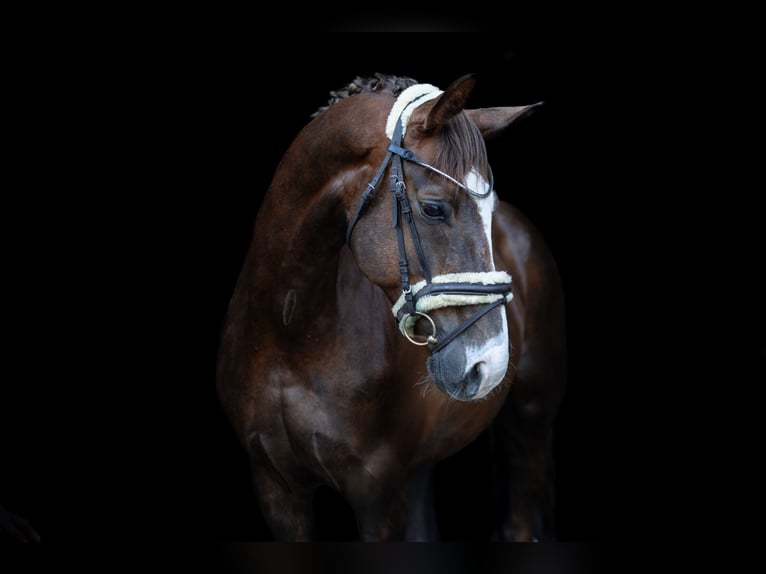Hannover Castrone 12 Anni 174 cm Sauro scuro in Geilenkirchen