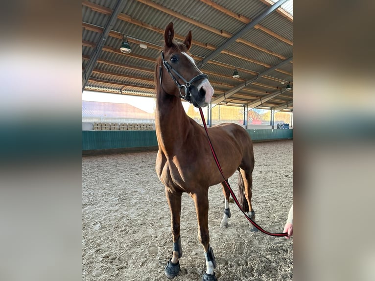 Hannover Castrone 12 Anni 174 cm Sauro scuro in Dortmund