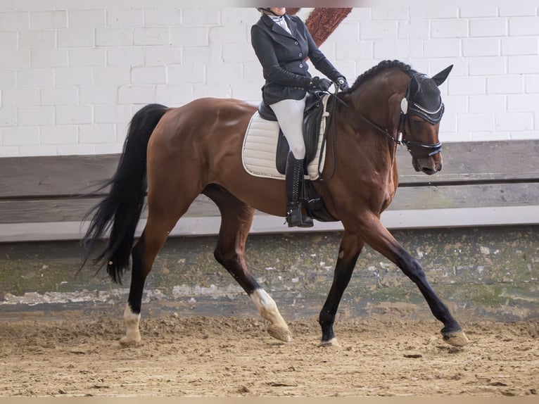 Hannover Castrone 12 Anni 175 cm Baio in Bochum
