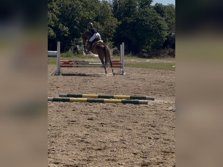 Hannover Castrone 12 Anni 175 cm Baio in Isernhagen