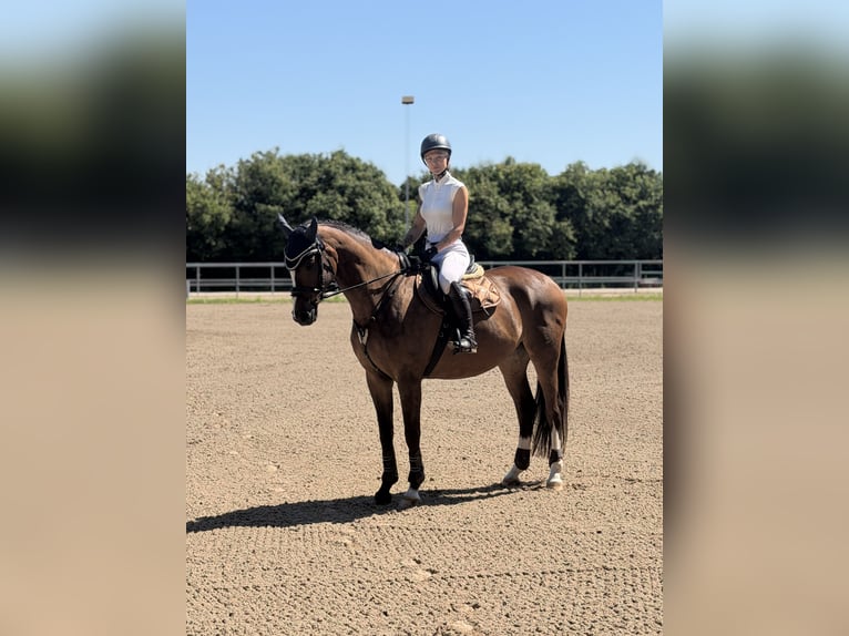 Hannover Castrone 12 Anni 175 cm Baio in Isernhagen