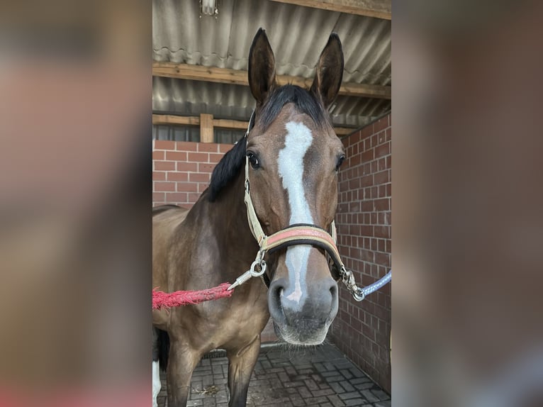 Hannover Castrone 12 Anni 175 cm Baio nero in Lehrte
