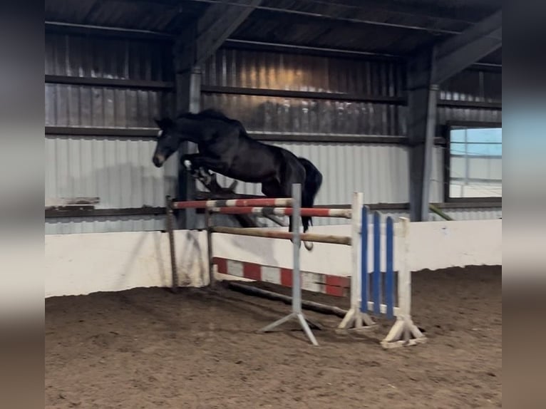 Hannover Castrone 12 Anni 175 cm Baio nero in Horn-Bad Meinberg