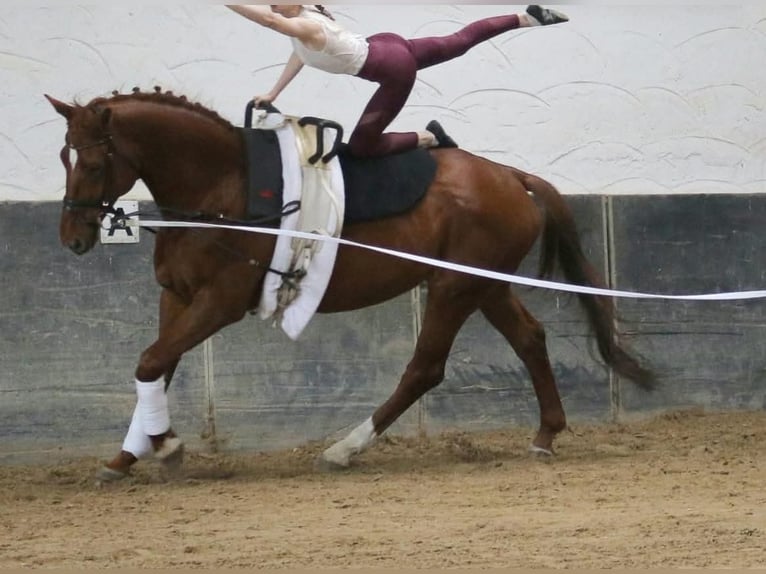 Hannover Castrone 12 Anni 175 cm  in Rabenau