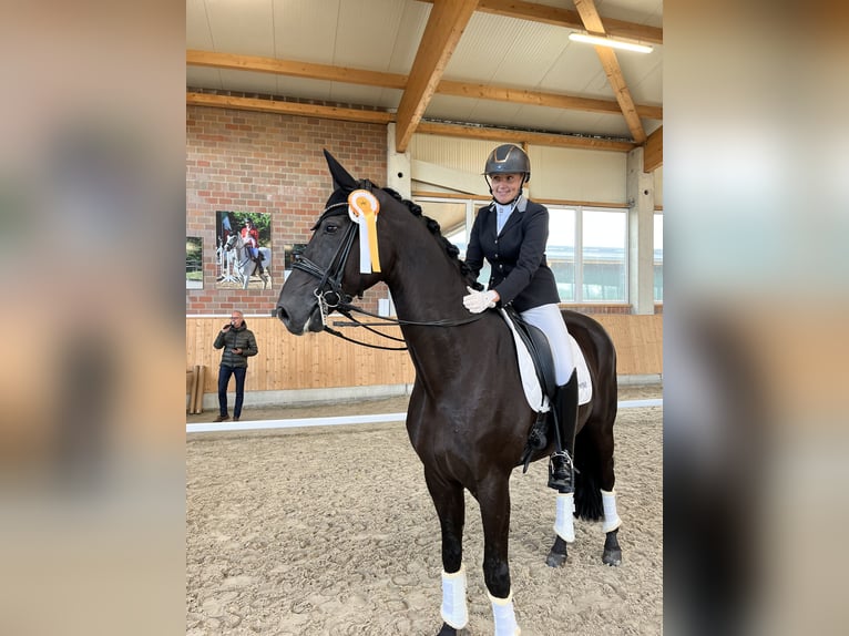 Hannover Castrone 12 Anni 175 cm Morello in Krefeld