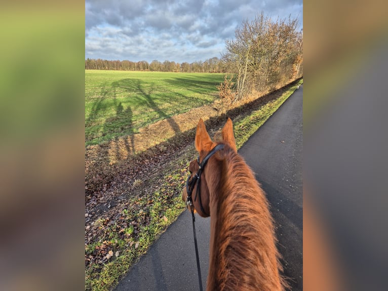 Hannover Castrone 12 Anni 175 cm Sauro in Nienburg (Weser) Holtorf