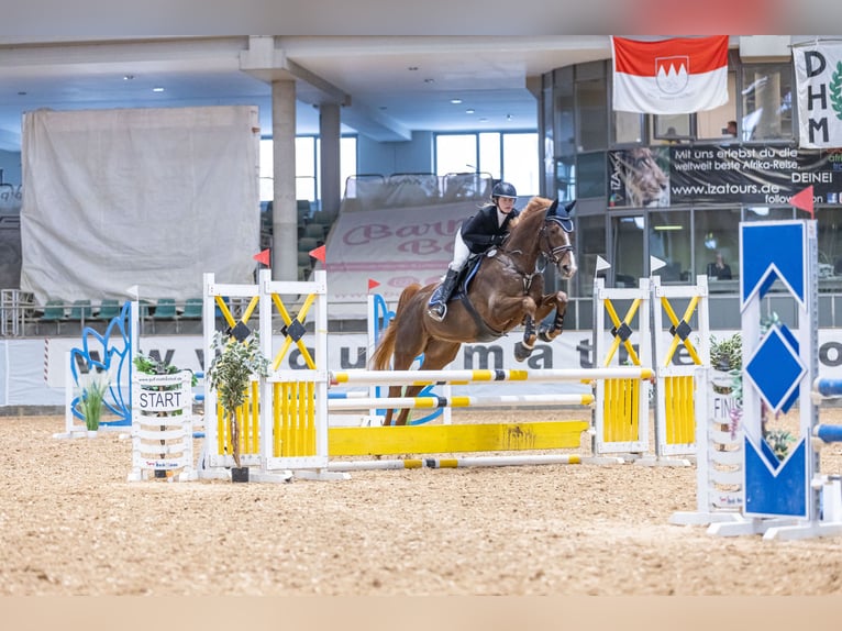 Hannover Castrone 12 Anni 175 cm Sauro scuro in Radolfzell am Bodensee