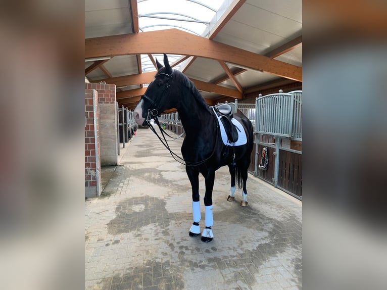 Hannover Castrone 12 Anni 176 cm Morello in Oer