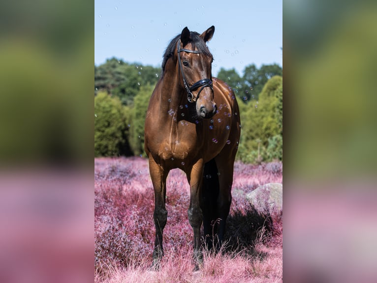 Hannover Castrone 12 Anni 179 cm Baio in Buxtehude