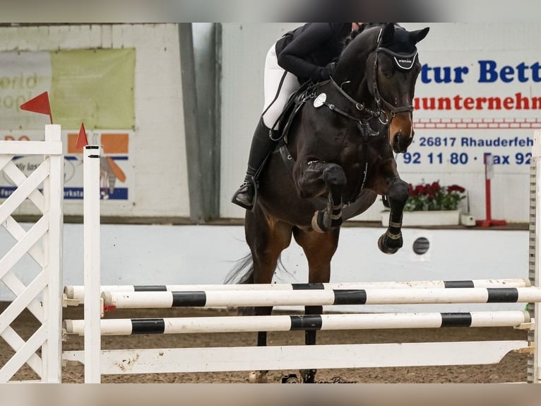 Hannover Castrone 12 Anni 179 cm Baio scuro in Leer (Ostfriesland)