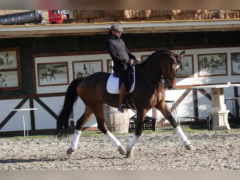 Hannover Castrone 12 Anni 180 cm Falbo in Noain (Navarra)