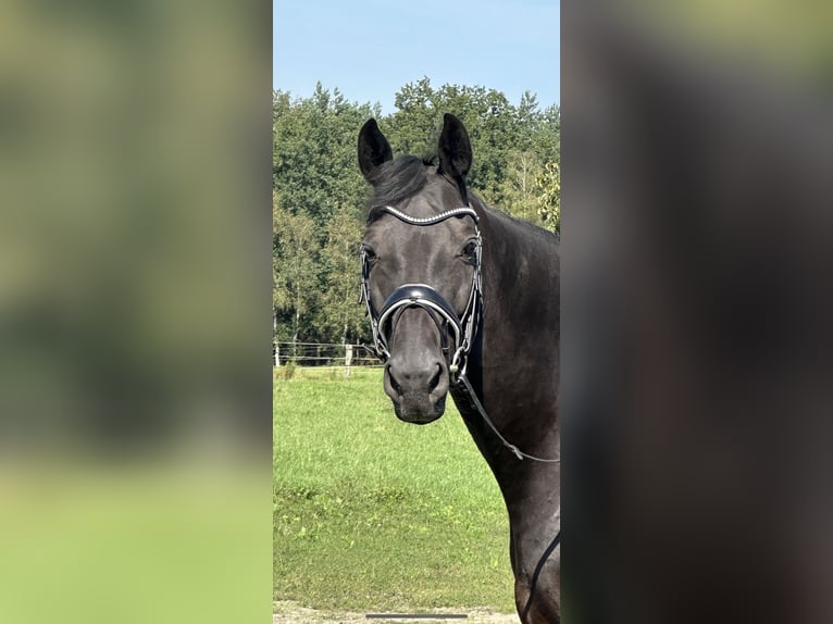 Hannover Castrone 12 Anni 183 cm Morello in Langwedel