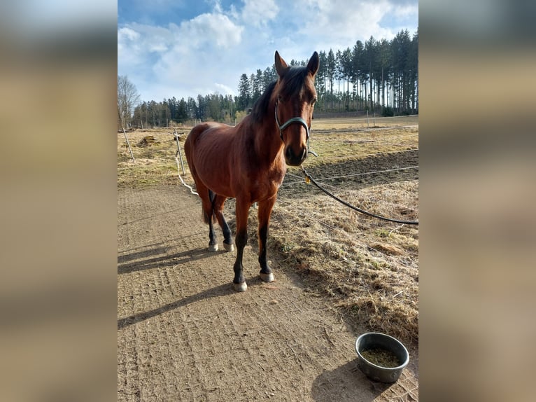 Hannover Castrone 13 Anni 164 cm Baio in Bad Kötzting