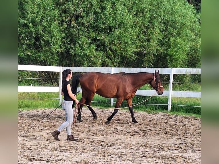 Hannover Castrone 13 Anni 164 cm Baio in Kötzting
