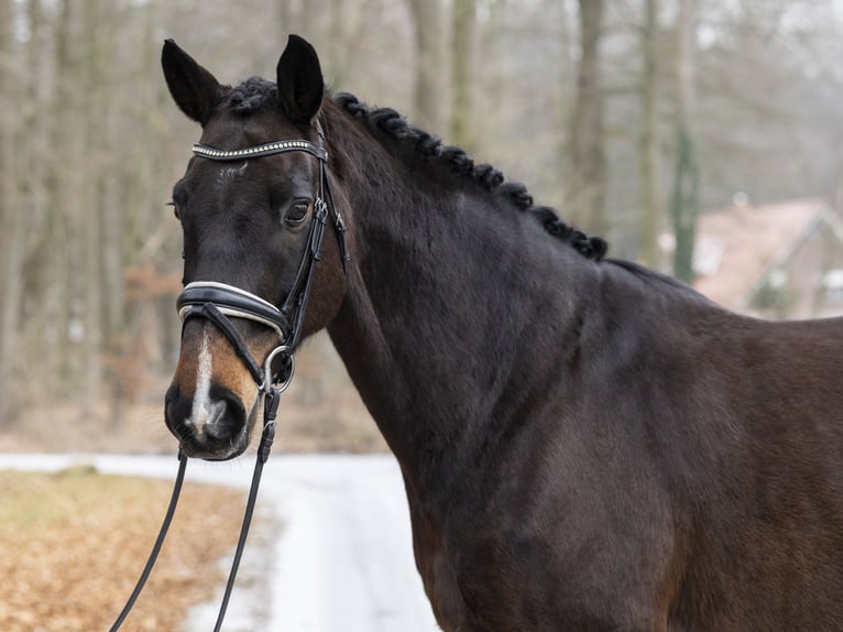 Hannover Castrone 13 Anni 165 cm Baio scuro in DötlingenDötlingen