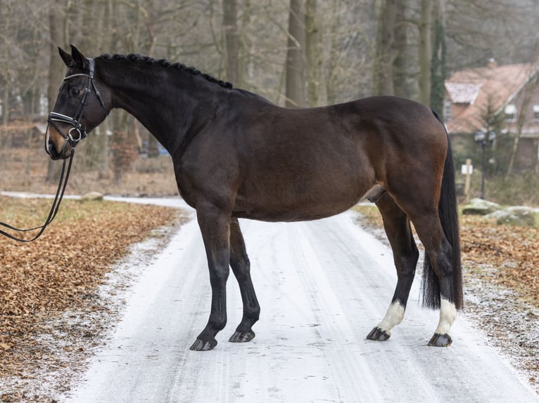 Hannover Castrone 13 Anni 165 cm Baio scuro in DötlingenDötlingen