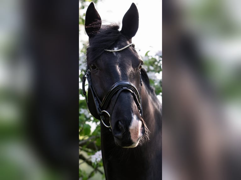 Hannover Castrone 13 Anni 165 cm Morello in Hemmoor