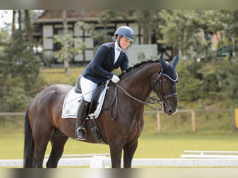 Hannover Castrone 13 Anni 165 cm Morello in Hemmoor