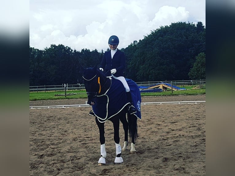 Hannover Castrone 13 Anni 165 cm Morello in Hemmoor