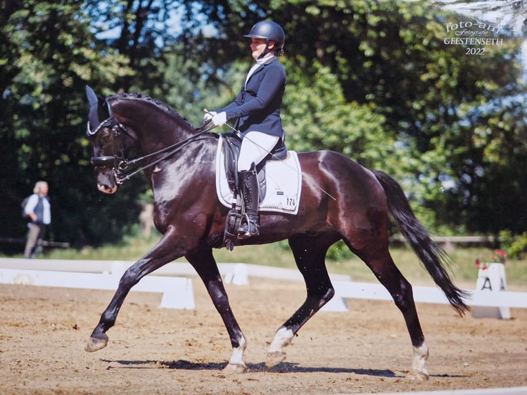 Hannover Castrone 13 Anni 165 cm Morello in Hemmoor
