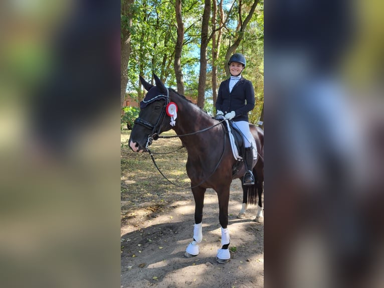 Hannover Castrone 13 Anni 165 cm Morello in Hemmoor