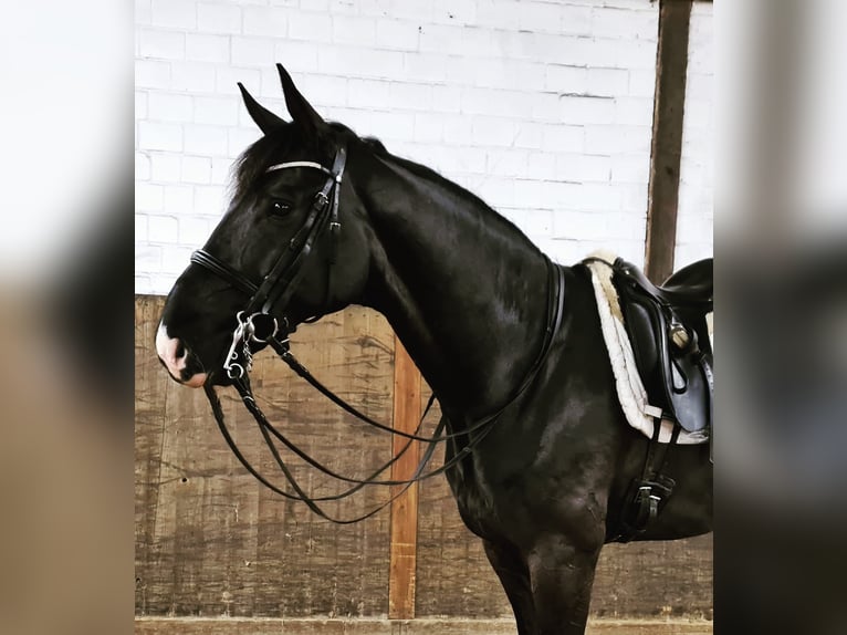 Hannover Castrone 13 Anni 165 cm Morello in Hemmoor
