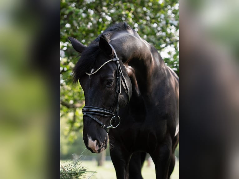Hannover Castrone 13 Anni 165 cm Morello in Hemmoor