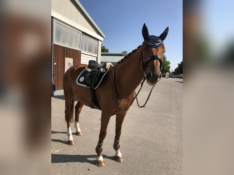 Hannover Castrone 13 Anni 165 cm Sauro in Oberwaltersdorf