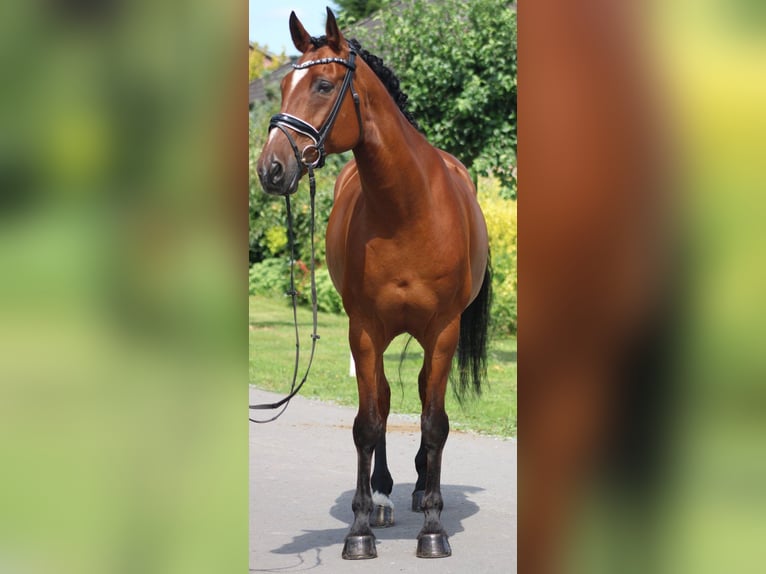 Hannover Castrone 13 Anni 166 cm Baio in Deinstedt