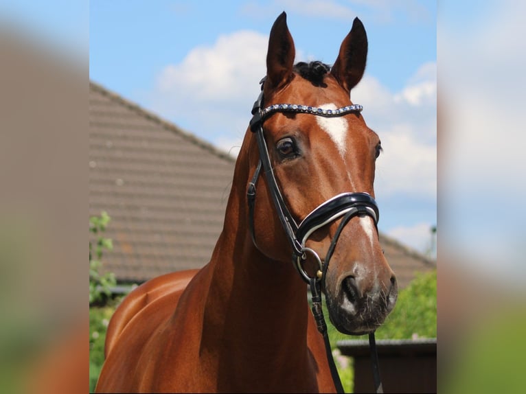 Hannover Castrone 13 Anni 166 cm Baio in Deinstedt