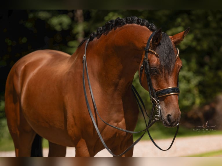 Hannover Castrone 13 Anni 167 cm Baio in Wehringen