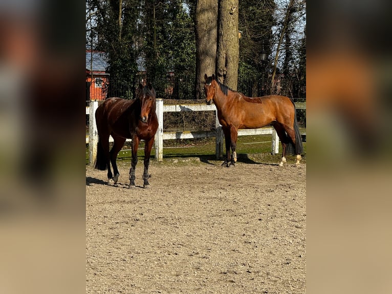 Hannover Castrone 13 Anni 167 cm Baio in Kamen