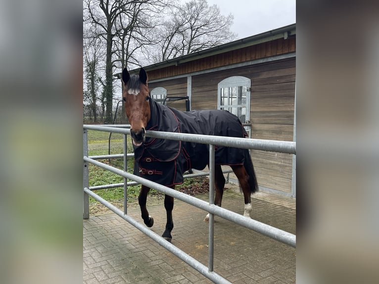 Hannover Castrone 13 Anni 167 cm Baio in Kamen