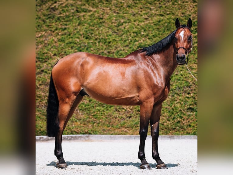 Hannover Castrone 13 Anni 168 cm Baio in Bergheim