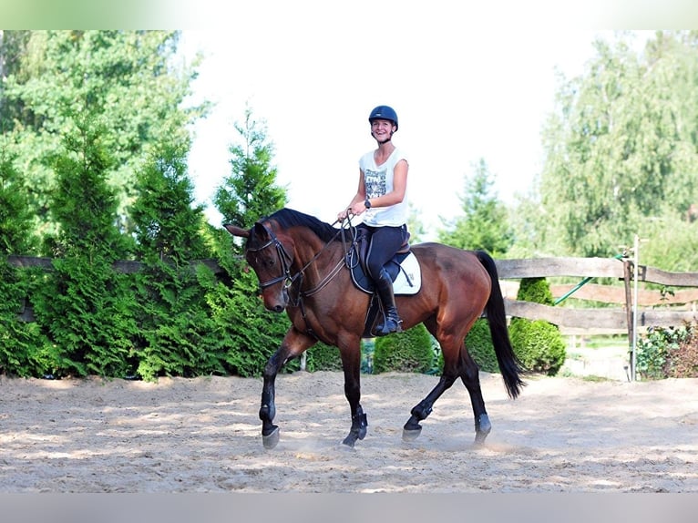 Hannover Castrone 13 Anni 169 cm Baio ciliegia in Rzgów