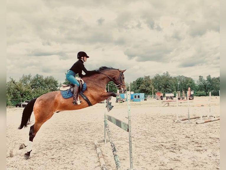 Hannover Castrone 13 Anni 169 cm Baio ciliegia in Poznań